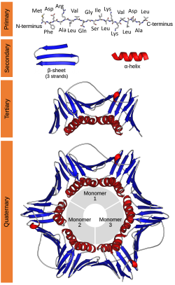 Protein Structure