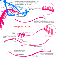 Transcription Process
